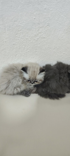 Gato Persa