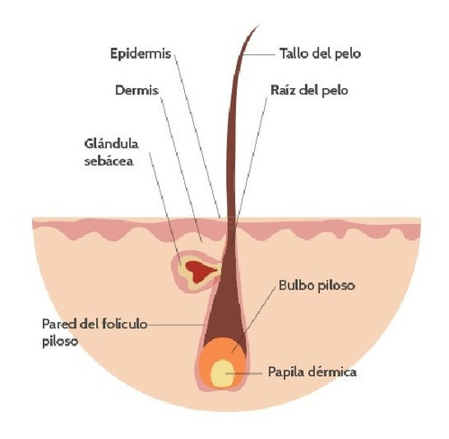 Imagen 8 de 10 de Masajeador Capilar Alopecia Caida De Pelo Anticaida Cabello