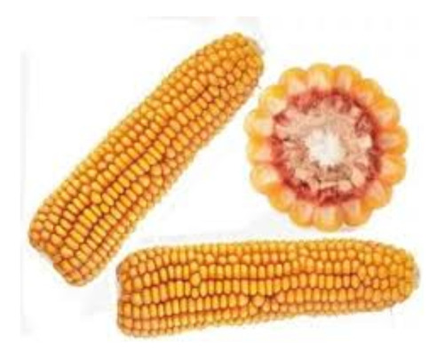 Oferta 1kg E 100 Grama Sementes Milho Macabu Bis Sabugo Roxo