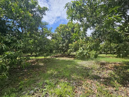 Oportunidad De Inversión Se Vende Finca En El Espinal,tolima