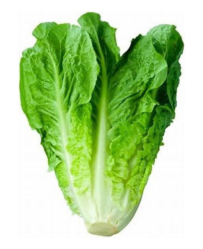 Semilla De Lechuga Orejona 1 Libra