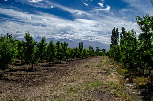 Finca En Venta En Tunuyán