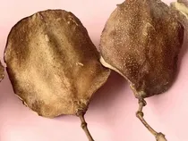 Comprar 50 Cáscaras Dobles De Semillas De Jacaranda Cerradas P\u002F Deco