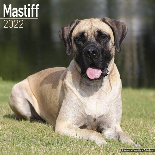 Libro: Mastiff Calendar - English Mastiff - Dog Breed Calend