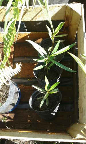 Plantitas Laurel De Jardín Rosa Fuerte