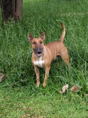 Imagem 1 de 5 de Bull Terrier