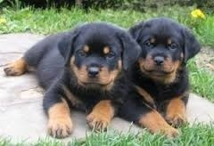 Rottweiler Cachorros Reserva