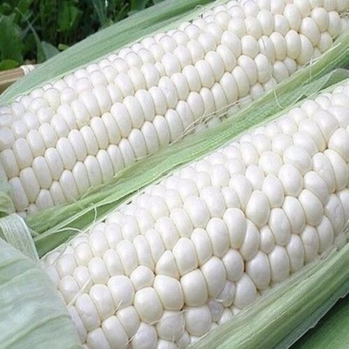Semillas Organicas Maiz Blanco Dulce Choclo Corn Huerta | MercadoLibre