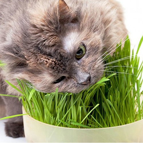 Graminha Pet Para Gatos Melhora Digestão Grama 100% Natural