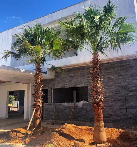 Palmeira De Saia Washingtonia 2 Metros Em Alphaville Jardim