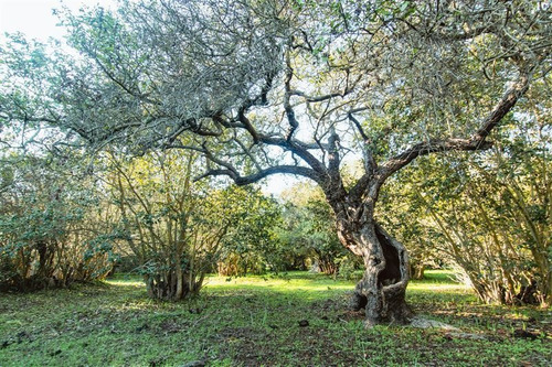 Imagen 20 de 28 de Agrícola En Venta En Zapallar
