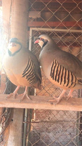 Ovos Perdiz Chukar - 10 Unid