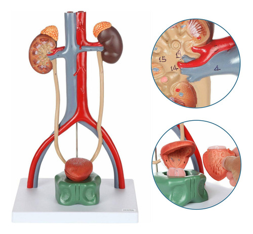 Modelo De Anatomia Del Sistema Urinario Masculino