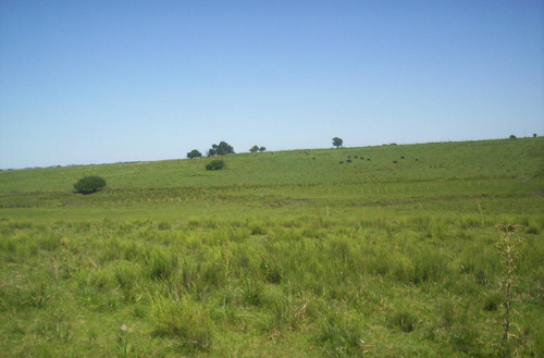 Campo - Rosario