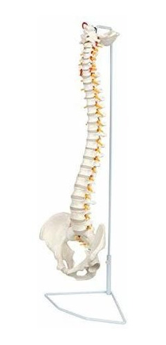 Axis Scientific - Columna Vertebral Flexible De Tamaño Natu