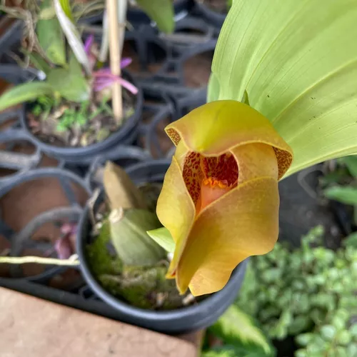 Orquídea Anguloa (exótica Rara Coleção) Bebê No Berço