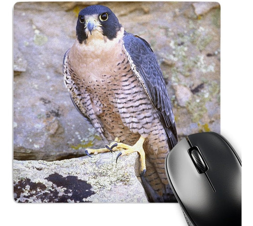 3drose Peregrine Falcon Bird Nativo De Us Na02 Dno0142 David
