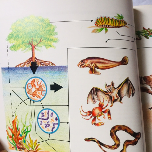 Manglares De Venezuela ( Cuadernos Lagoven) (Usado)