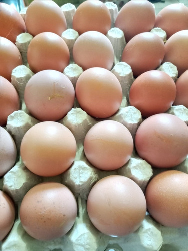 Imagen 1 de 1 de Huevos Caseros