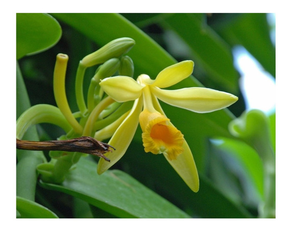 Orquidea Baunilha | MercadoLivre 📦
