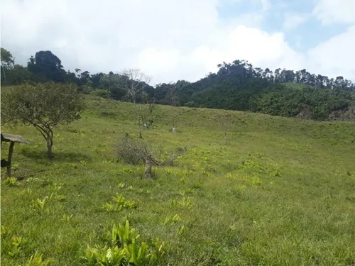 Vendo Fk 400 Cuadras Aptas Para Hass Pueblo Rico (risaralda)