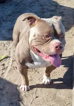 Comprar Monta Abk Volcan Único En Uruguay %100 American Bully