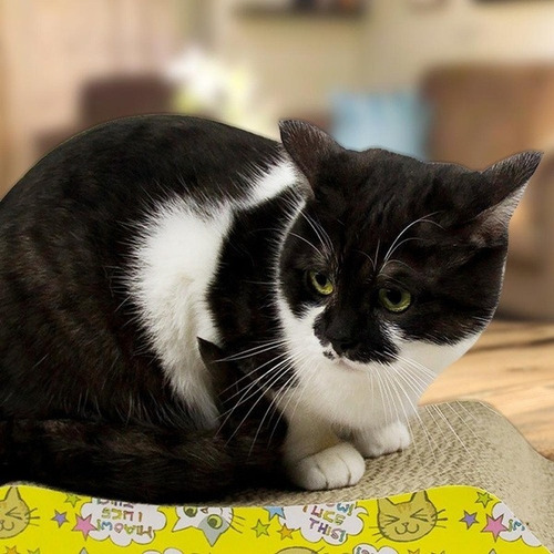 Rascador De Cartón Corrugado Gato + Catnip Hierba Gatera