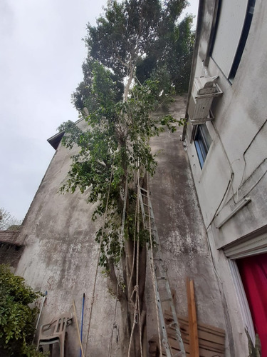 Imagen 6 de 10 de Poda En Altura
