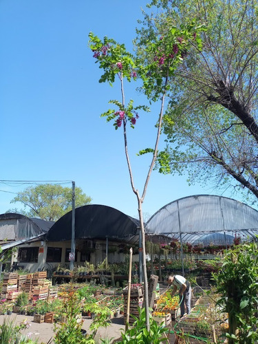 Imagen 5 de 6 de Robinia Pseud.casque Rouge (robinia, Falsa Acacia) 15lts