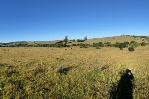 Campo 95 Há, Parte Contado Y El Resto Financiado
