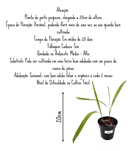 Kit Orquidea Spathoglottis Amarela+alba+roxa Planta Adultas