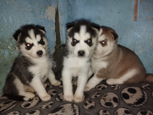 Hasky Siberianos Puros Y Gran Oportunidad De Precio Hoy