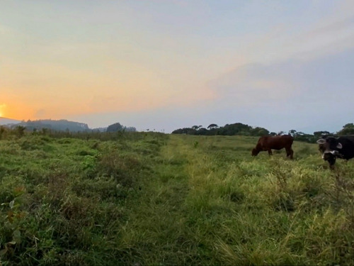 Imagen 3 de 13 de Finca En Venta Via Casa Del Padre Tachira Naciente Vialidad Excelente