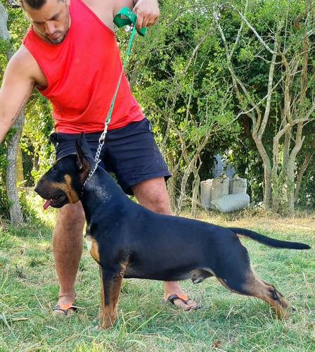 Bull Terrier Inglés, Servicio De Monta O Inseminación. 