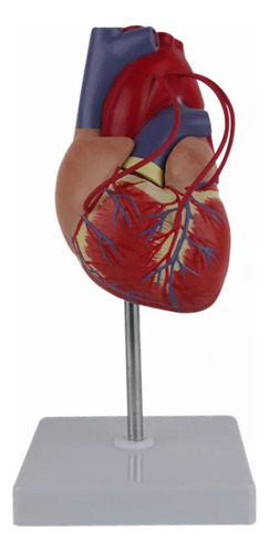 Modelo Anatómico De Corazón Humano 1:1, Tamaño Natural, Mod