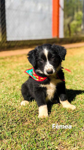 Imagem 1 de 4 de Vende-se Filhotes Border Collie