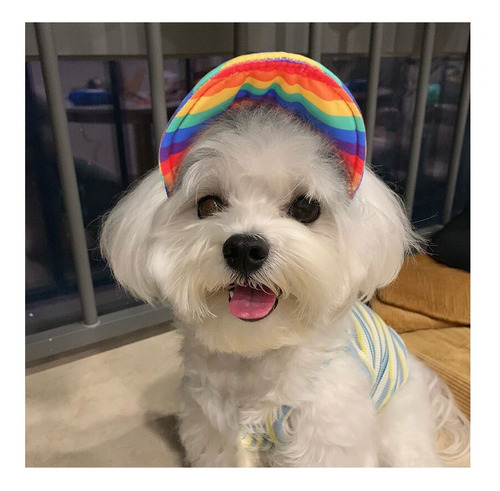 Gorra Lgbt Mascotas Perro - Unidad a $29954