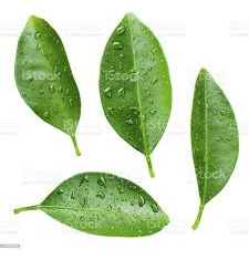 Folhas De Laranja Lima , 100 Folhas Frescas.