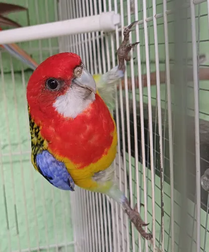 Rosellas Loras Australianas Agapornis Cocotillas