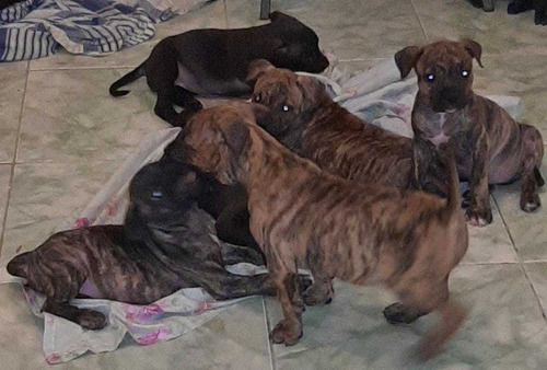 Imagem 1 de 5 de American Bully Com Pedigree Nascido Dia 6 Julho Já Vacinado