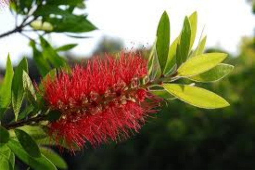 Arbol Vereda Calistemo, No Caduca - Muy Lindo Sombra - Envío