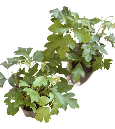 Plantas Cissus Hermosos Ejemplares