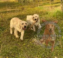 Comprar Labrador Beige O Dorados Criadero Golden Retriever Argentina