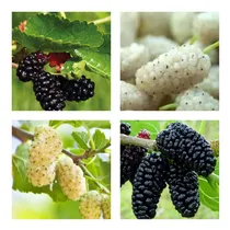 Comprar Combo De Sementes Amora Branca Amora Preta Morus Nigra Alba