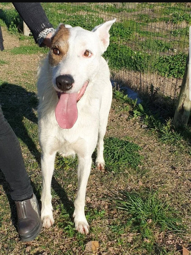 Imagen 3 de 7 de Aquiles En Adopción Responsable