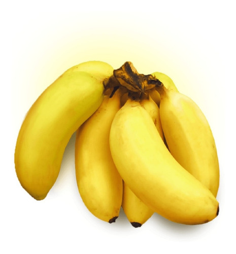 Kit 10 Mudas De Banana Brs Princesa Embrapa Pronto Envio