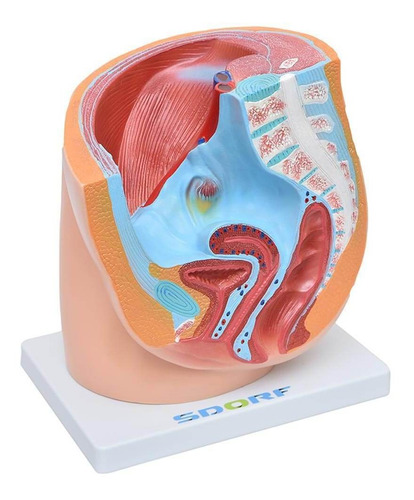 Pelvis Feminina Anatomia Humana Sobotta Brunner Atlas Humano