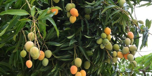 Árbol De Mango Ataúlfo, Más Semillas 