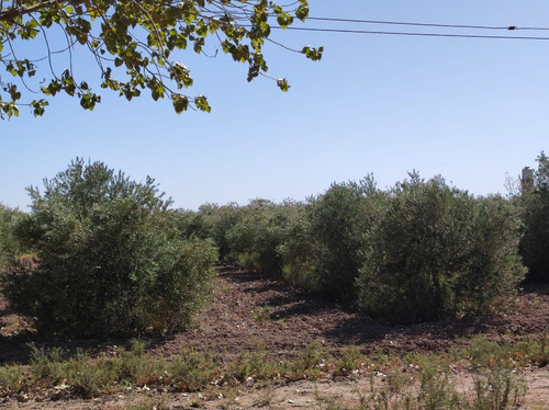 Imagen 2 de 8 de 70 Has. Con Olivos Y Pozo En Lavalle