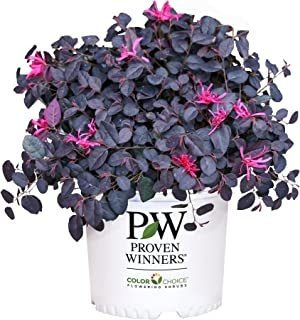 Proven Winner Jazz Hands Mini Loropetalum, 2 Galones, Negro 